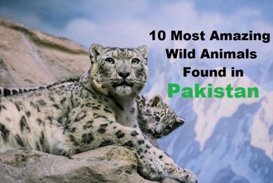10 Most Amazing Wild Animals Found In Pakistan  Forums