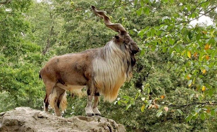 Ten amazing wild animals found in Pakistan