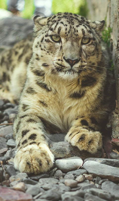 Snow Leopard in Pakistan
