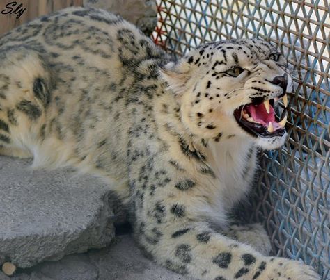 Lolly Snow Leopard