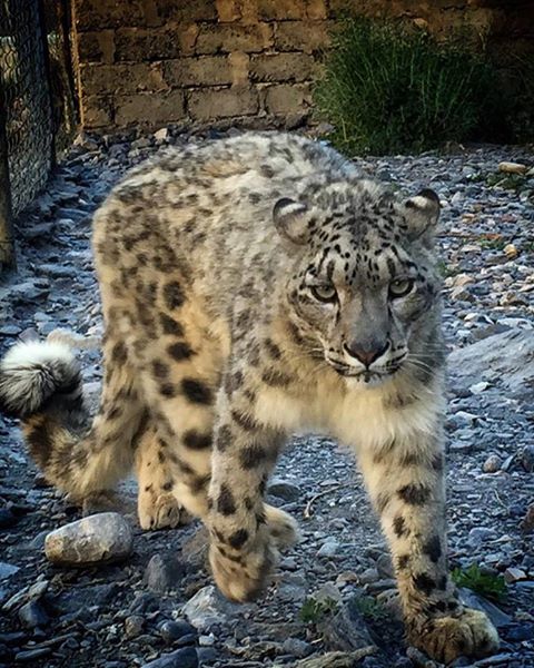 Lolly Snow Leopard