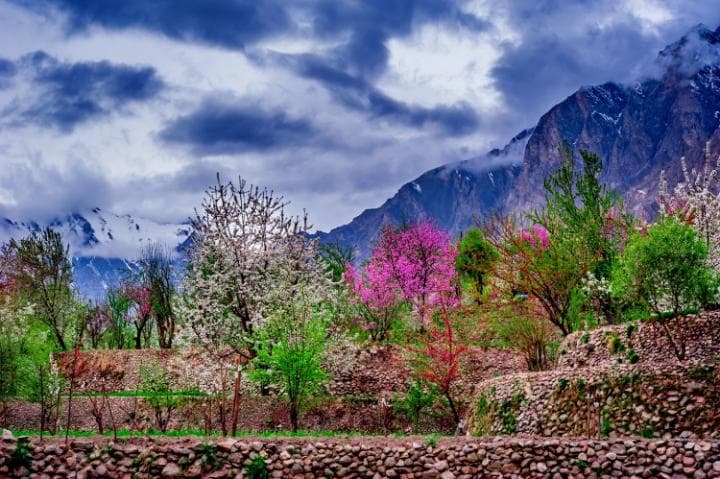 1 - Apricot and Cherry Treest Blossoming after Cold Winter Season in Hunza