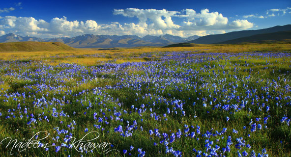 10 - Deosai Plains in Spring 1