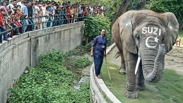 Suzi The Elephant At Lahore Zoo