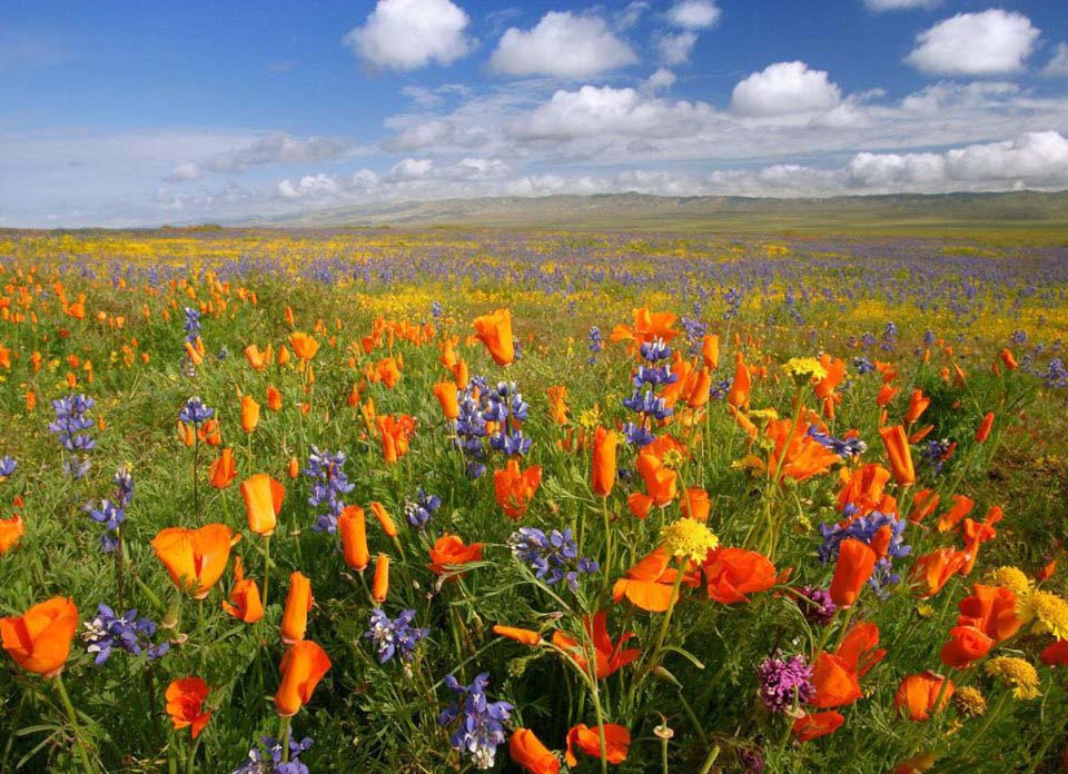 18 - Deosai Plains in Spring