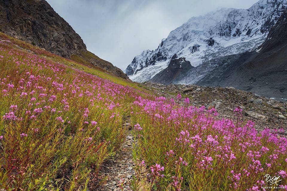 24 - Spring in Chitral Valley
