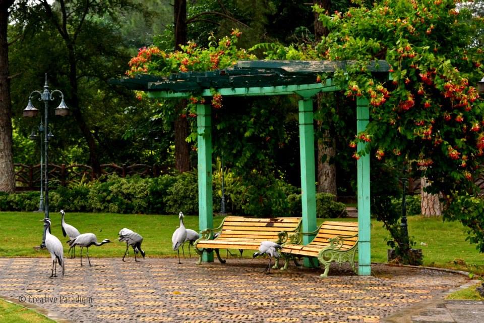 25 - Greenery Flowers, Birds & Serenity in Lake VIew Park Islamabad