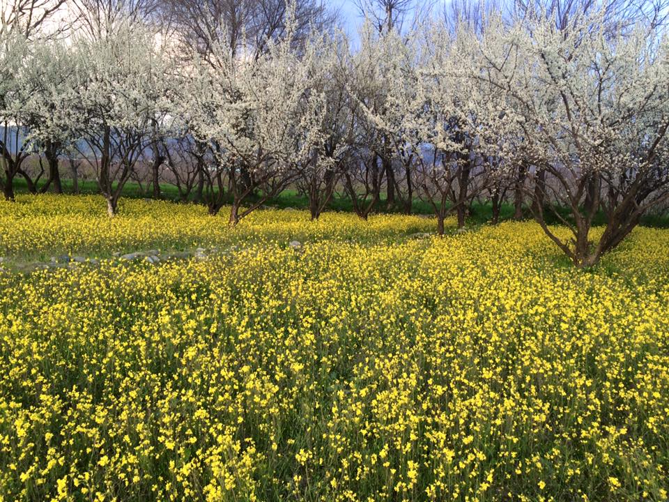 3 - Spring in Swat