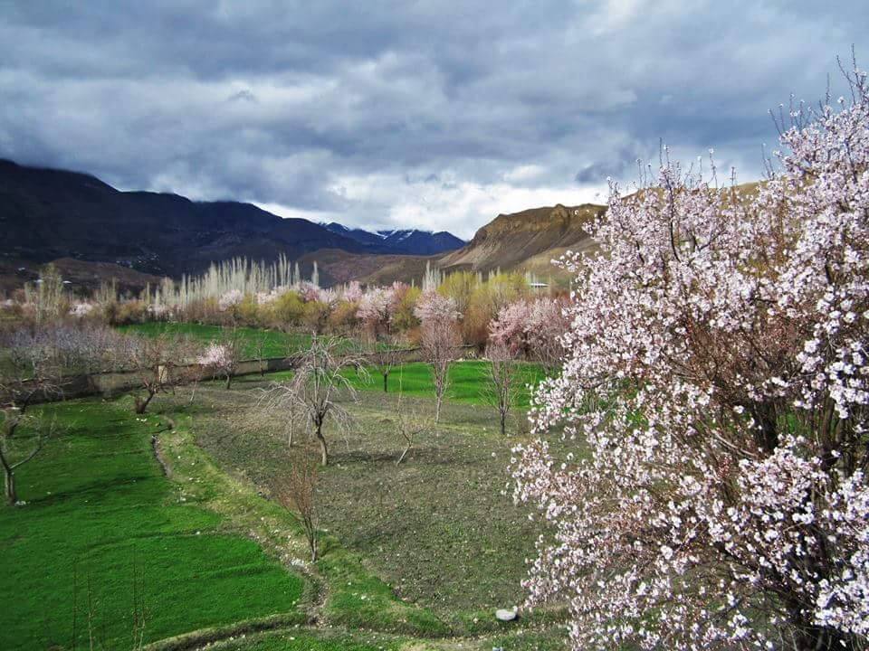 5 - Another Beautiful Picture of Spring in Chitral Valley
