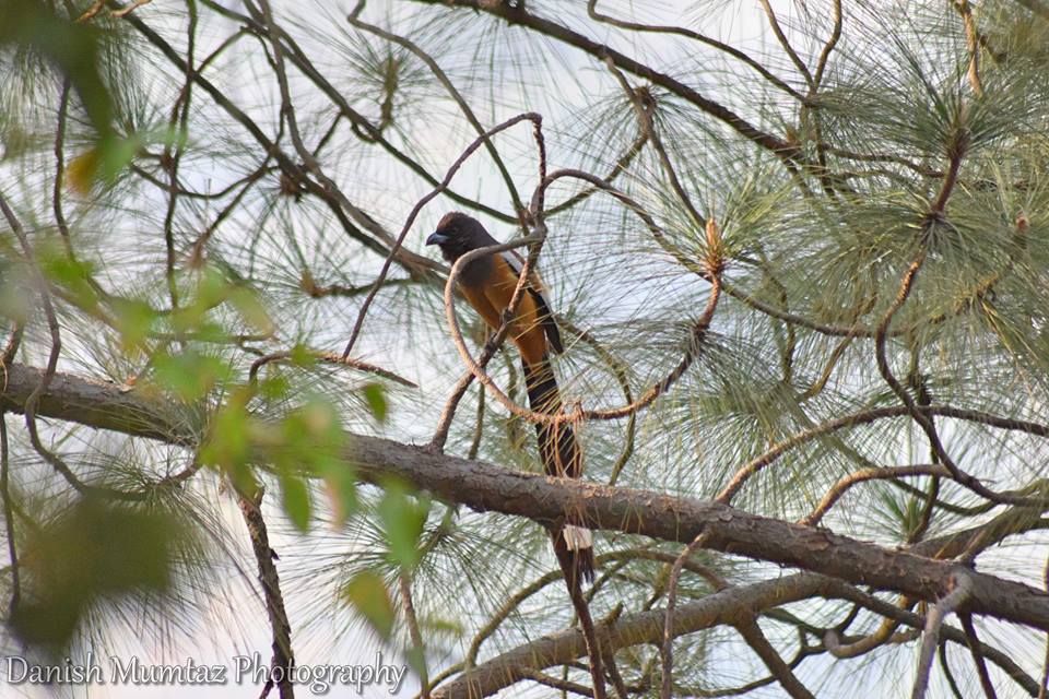 13 - Rufous Treepie - Trail 5