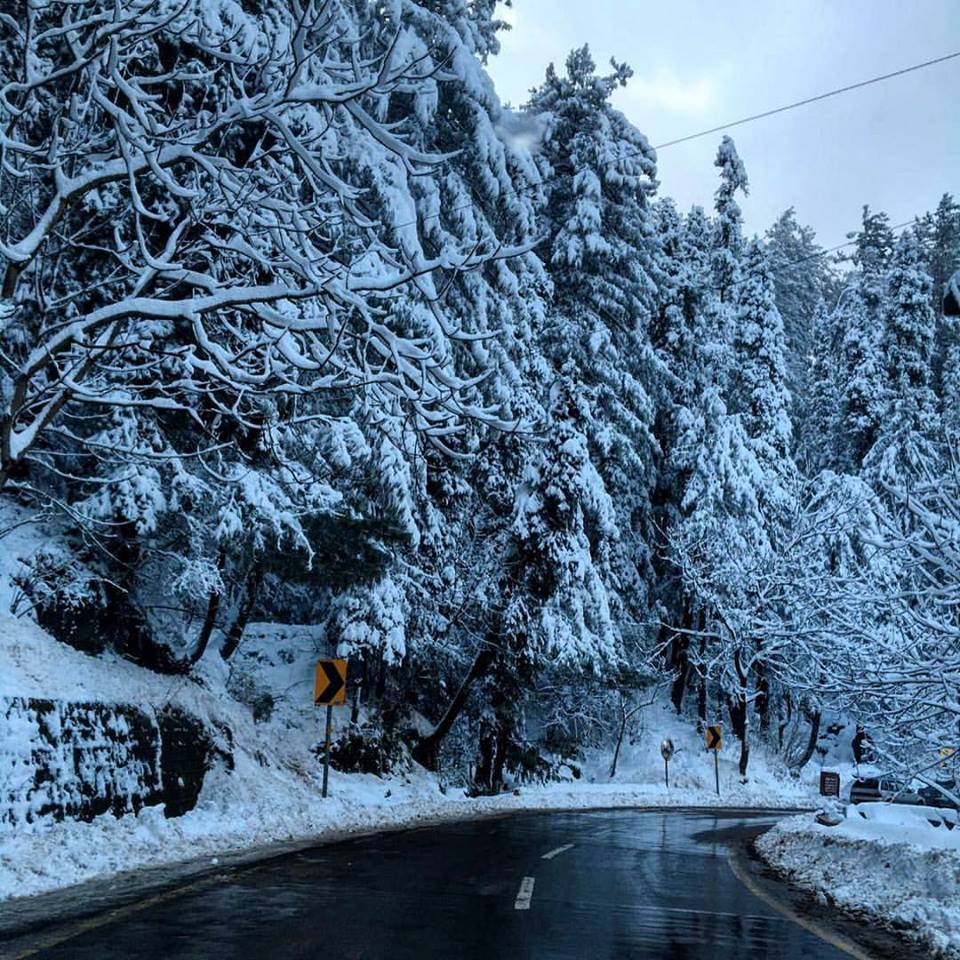 23 - It looks like a fairytale when the pine trees get covered by snow