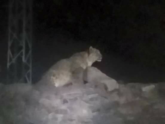 25 - Snow Leopard in Hunza