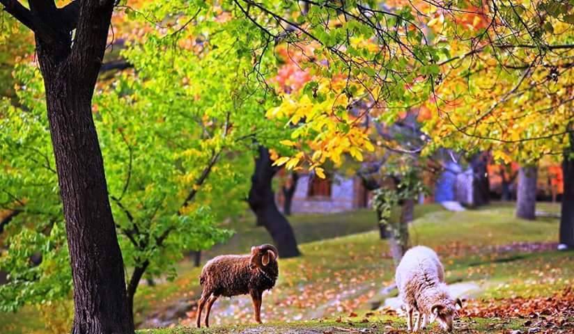 29 - Altit Royal Garden in Hunza