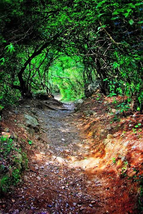 3 - Green Tunnels