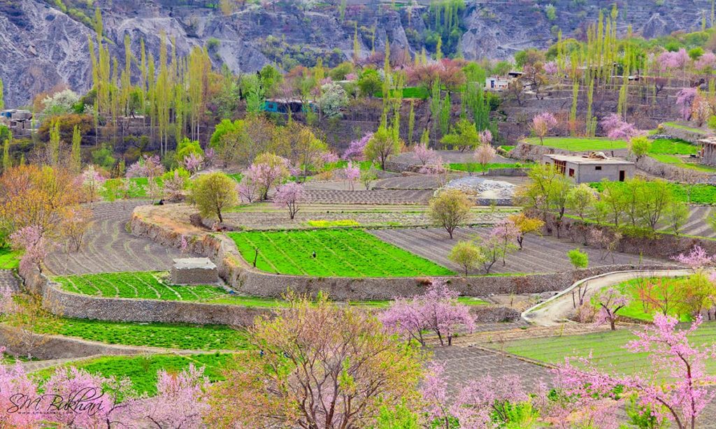 4 - Colors of Spring in Hunza
