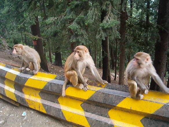 41 - You will get to see monkeys on the roadside on your way to Murree