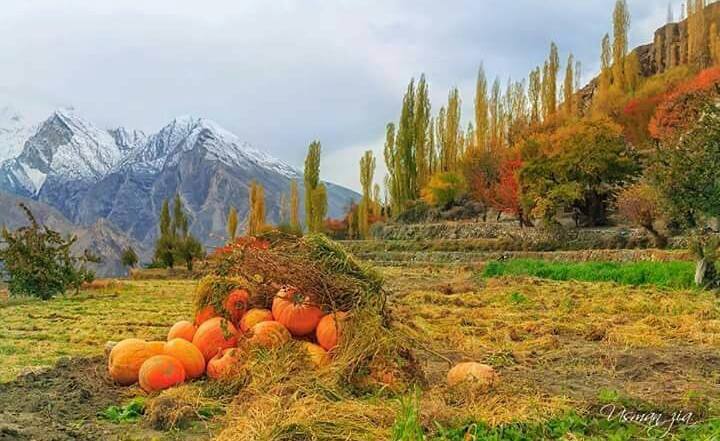 49 - Just some pumpkins lying around in Hunza, one of the most beautiful places of the world