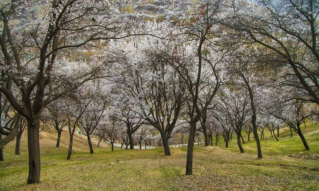 7 - Cherry Blossom Trees in Garden