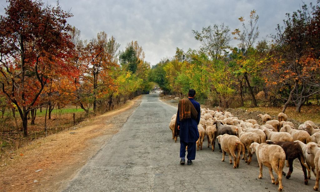 A Shepherd Boy Heading Home with his sheep