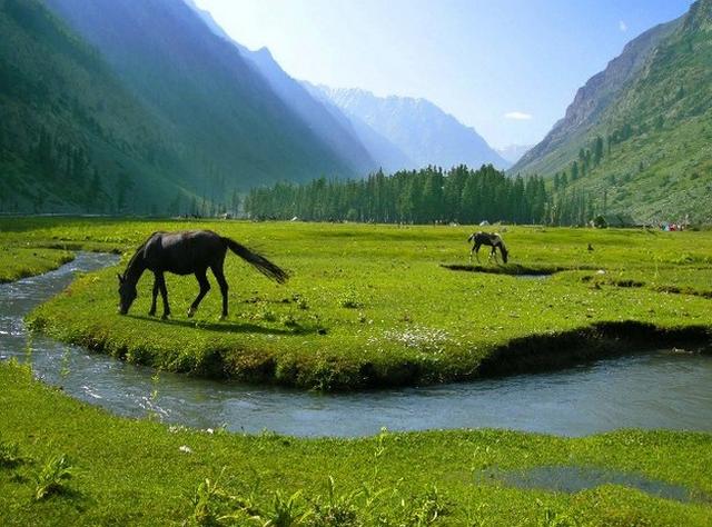 Green Fields and Horses