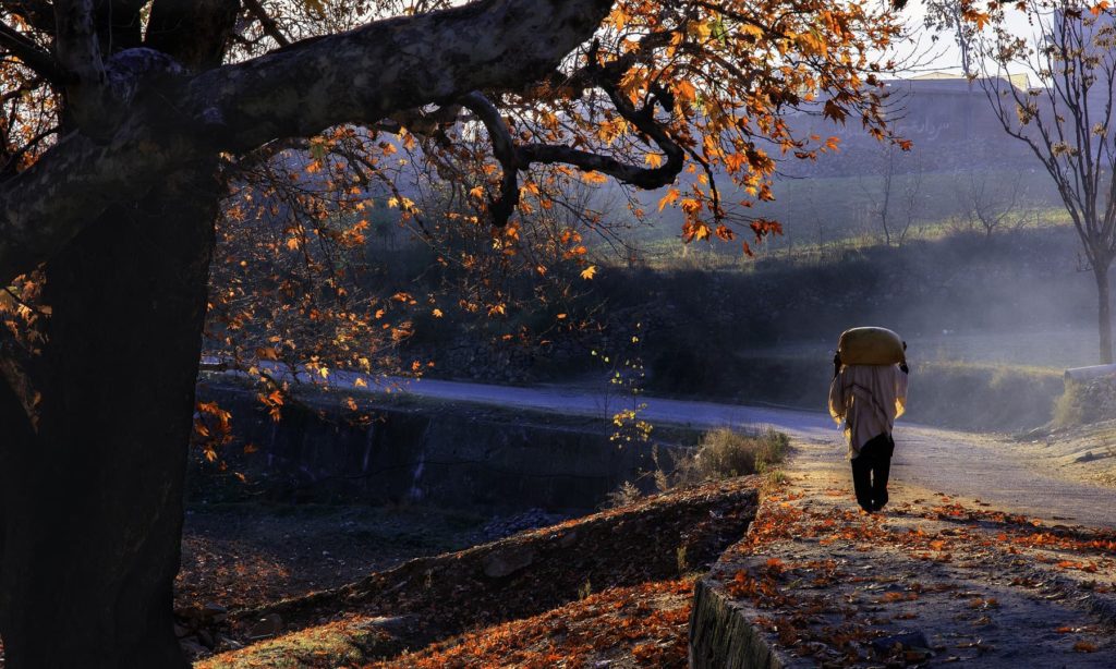 Maple Trees in Khawazakhela