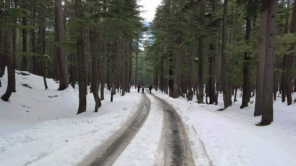 Ushu Forest - Kalam - Swat Valley - KPK
