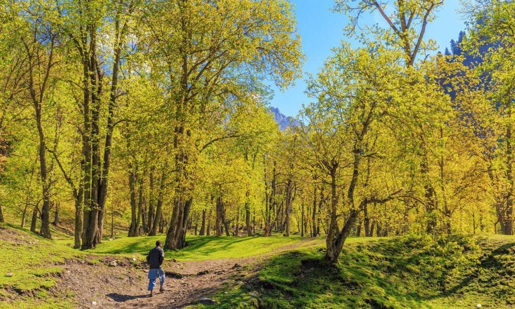 1 - A Path Goes Through the Woods - S.M.Bukhari