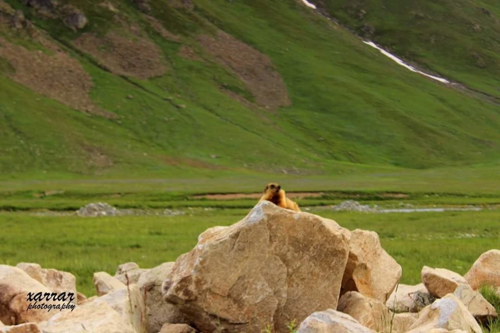 14 - Marmot in Deosai - Xarrar Photography