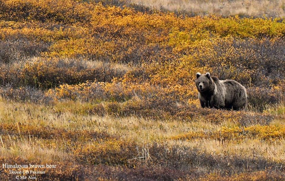 15 - Himalayan Brown Bear Spotted in Deosai - Mir Alee