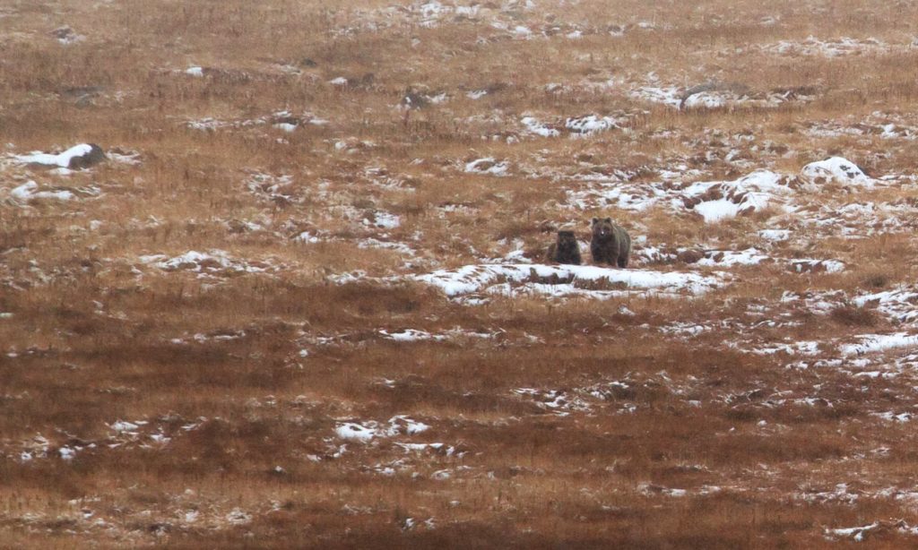 16 - A Brown Bear with Her Cub at Deosai National Park - S.M.Bukhari