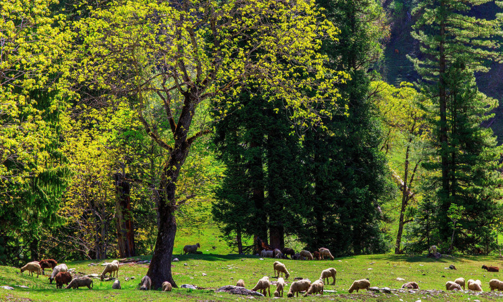 19 - Cattle in Neelum Valley - S.M.Bukhari