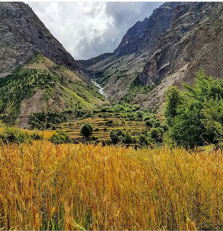 19 - Wheat Fields in Hushe Valley - Khaplu - Photo Credits - Husbaan Javed