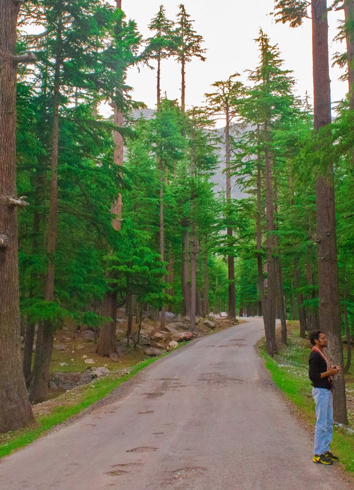 9 - Kalam Forest, Swat Valley