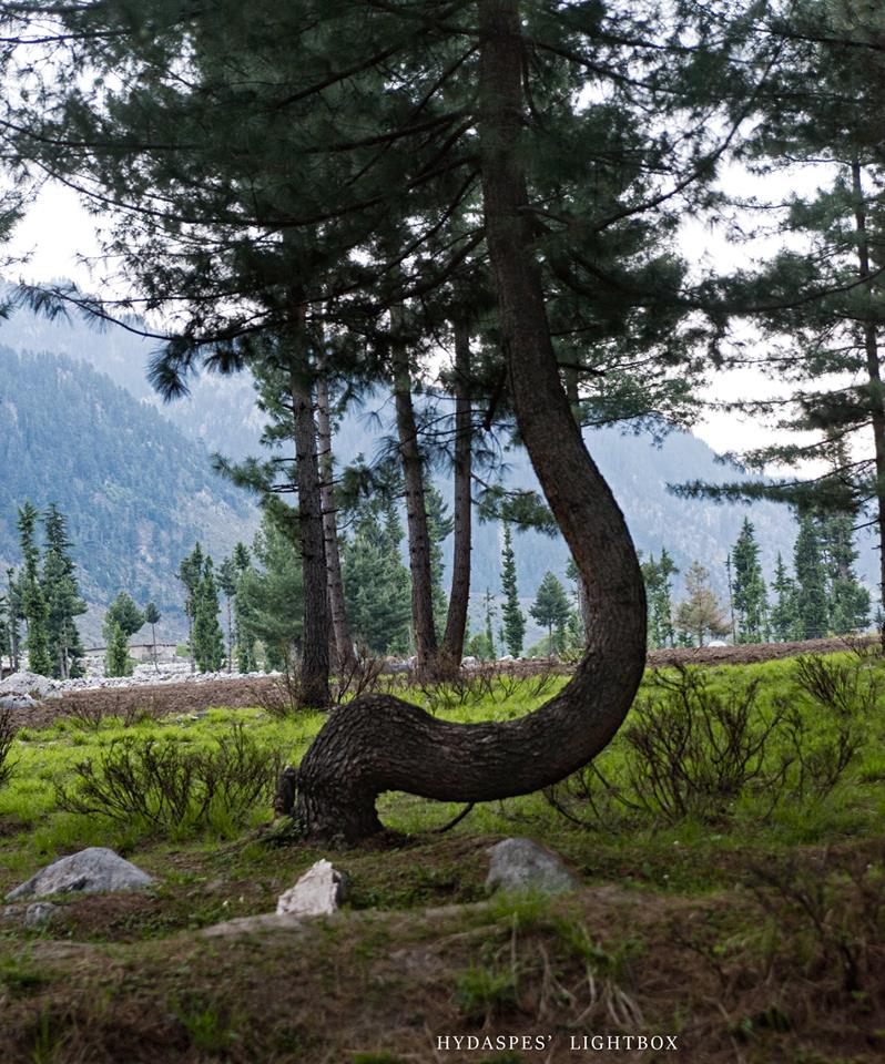 2 - Kumrat Valley Tree