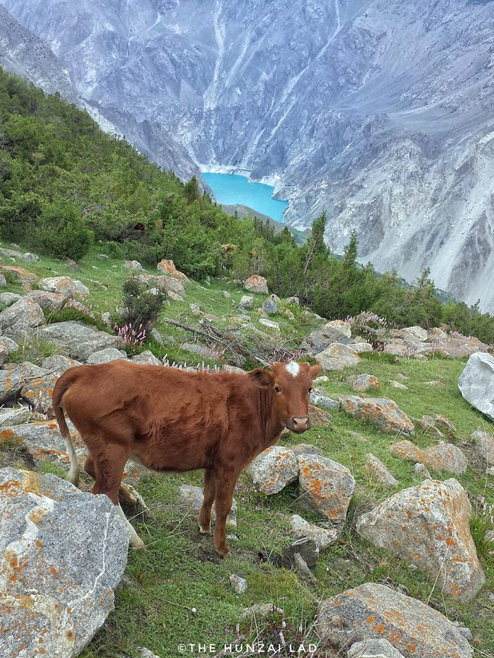7 - A Cow Posing In Front of Atabad Lake 