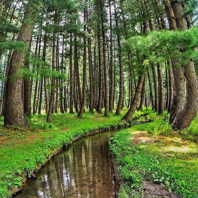 7- Crooked woods of Kumrat Valley, Pakistan