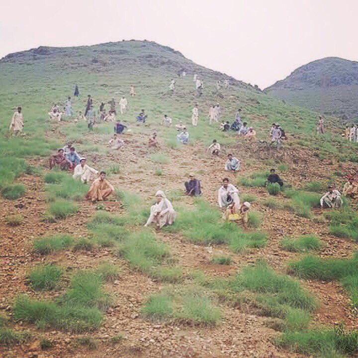 Billion Tree Tsunami Site at Dargai - Malakand 2