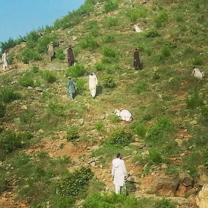 Billion Tree Tsunami Site at Dargai - Malakand 3