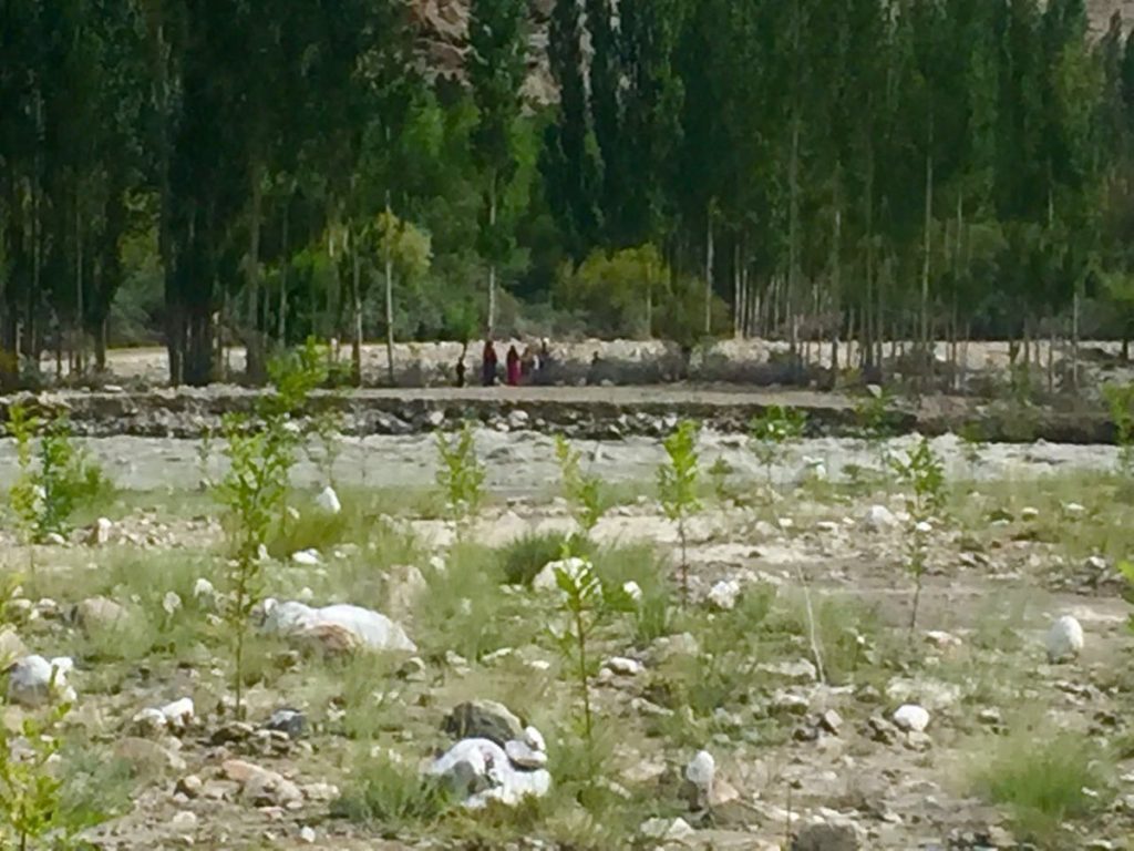 Billion Tree Tsunami at Work in Flood Plains of Chitral at Over 90000 Feet Elevation