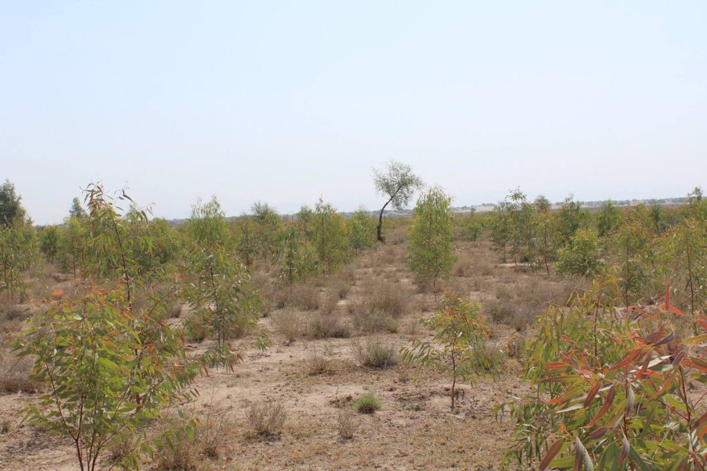 Billion Tree Tsunami in Bannu 2