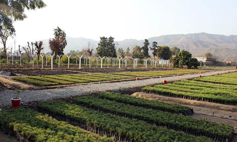 Government Run Tree Nursery in Haripur - Khyber Pakhtunkhwa