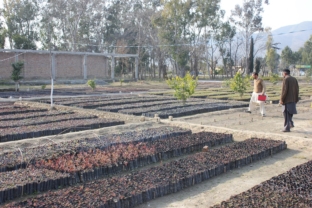 Pine and Kachnar Saplings are Ready for Plantation in the Haripur Nursery - Photo Credits - Asim Ali