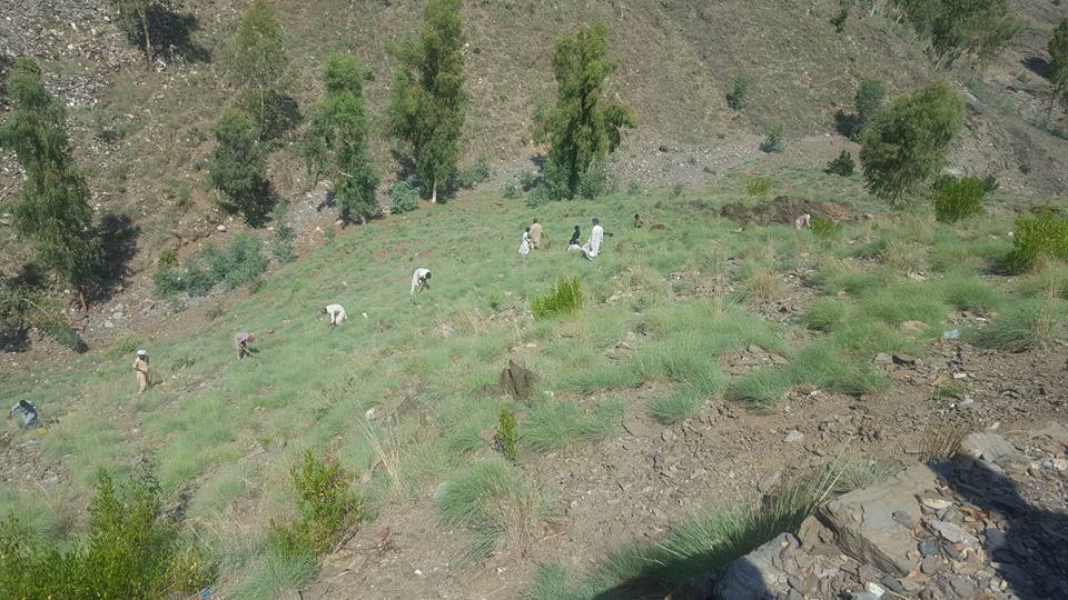 Plantation Drive at Baraha Kot Malakand Division