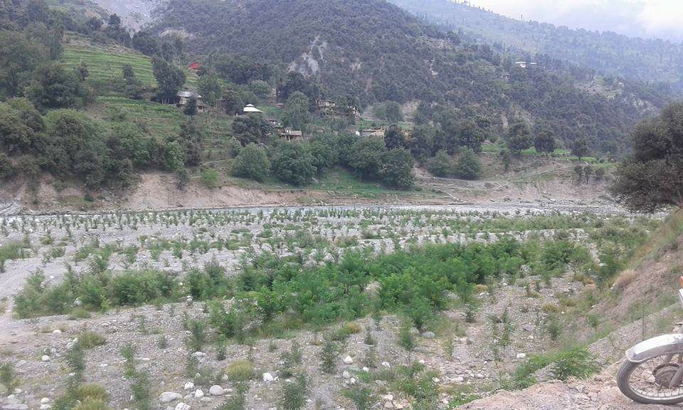 River Bed Plantation at Barikot Dir Kohistan River Panjora Under Billion Tree Tsunami