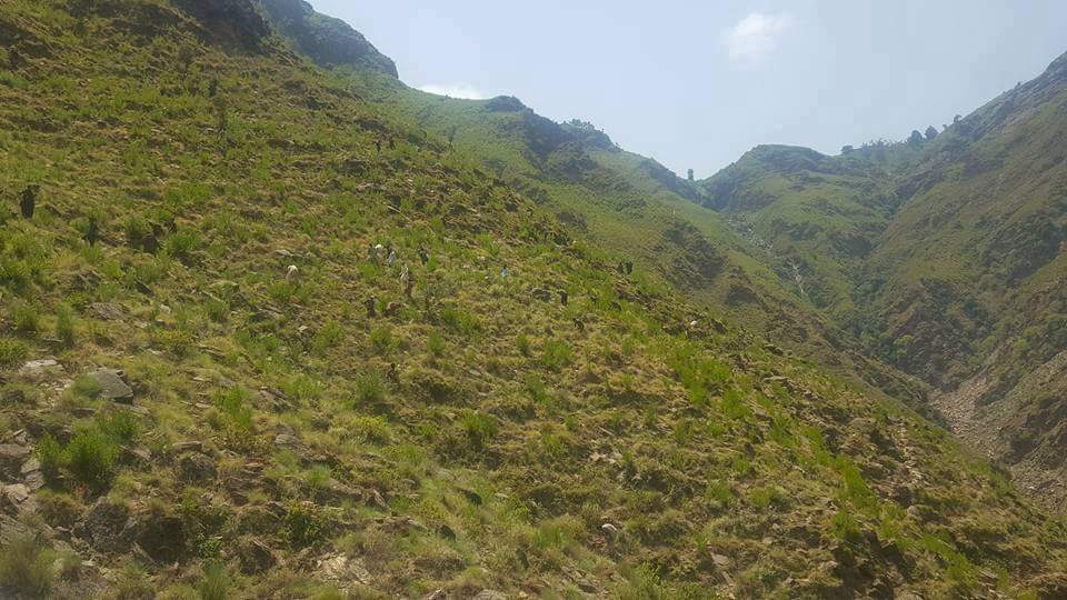 Trees Planted on Hill