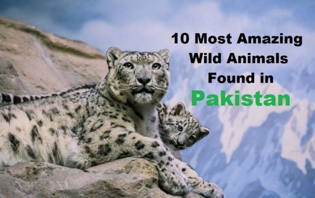 Ten amazing wild animals found in Pakistan