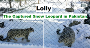Lolly Snow Leopard